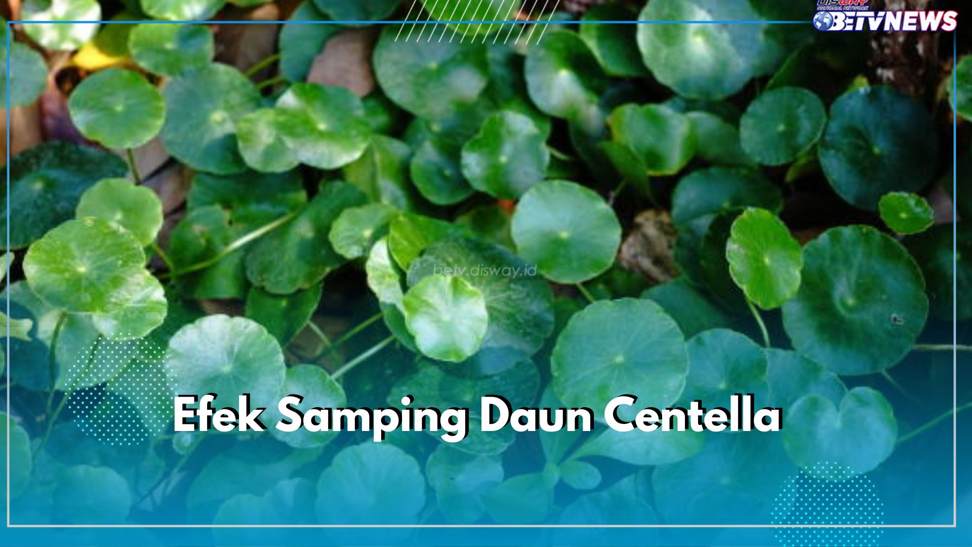 Kenali Efek Samping Daun Centella bagi Kesehatan Tubuh Maupu Kulit, Pastikan Tidak Digunakan Secara Berlebih