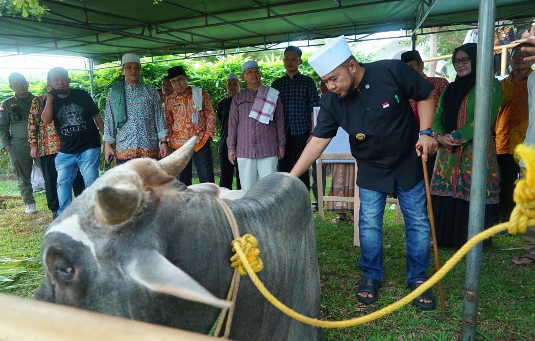 28 Sapi Kurban Pemprov Bengkulu Diserahkan ke Kabupaten/Kota