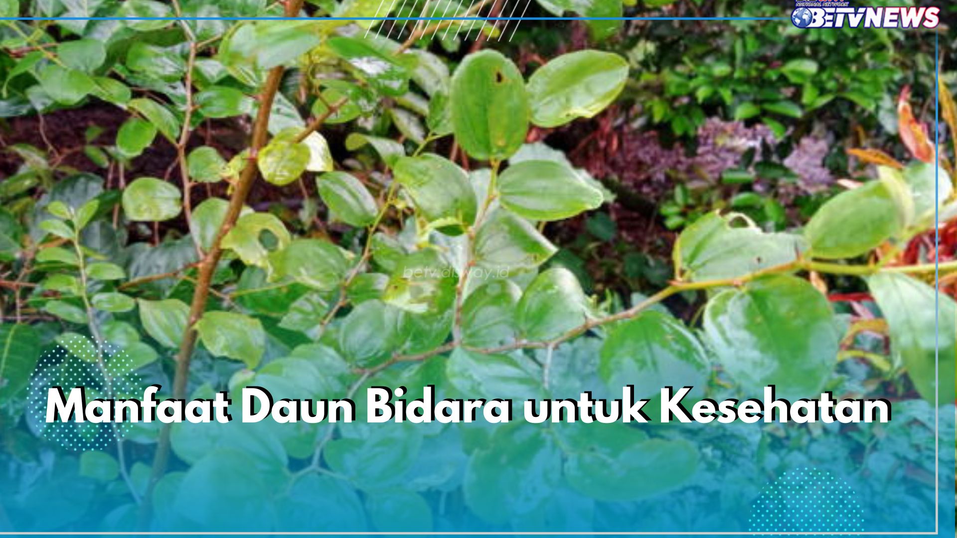 6 Manfaat Daun Bidara untuk Kesehatan, Ampuh Kurangi Stres hingga Percepat Penyembuhan Luka