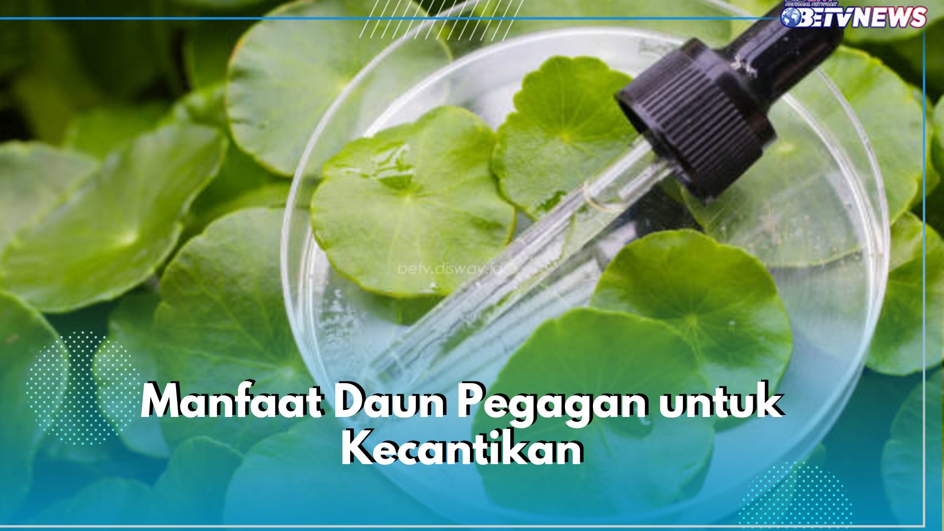 6 Manfaat Daun Pegagan untuk Kecantikan, Ampuh Tingkatkan Produksi Kolagen hingga Samarkan Noda Hitam