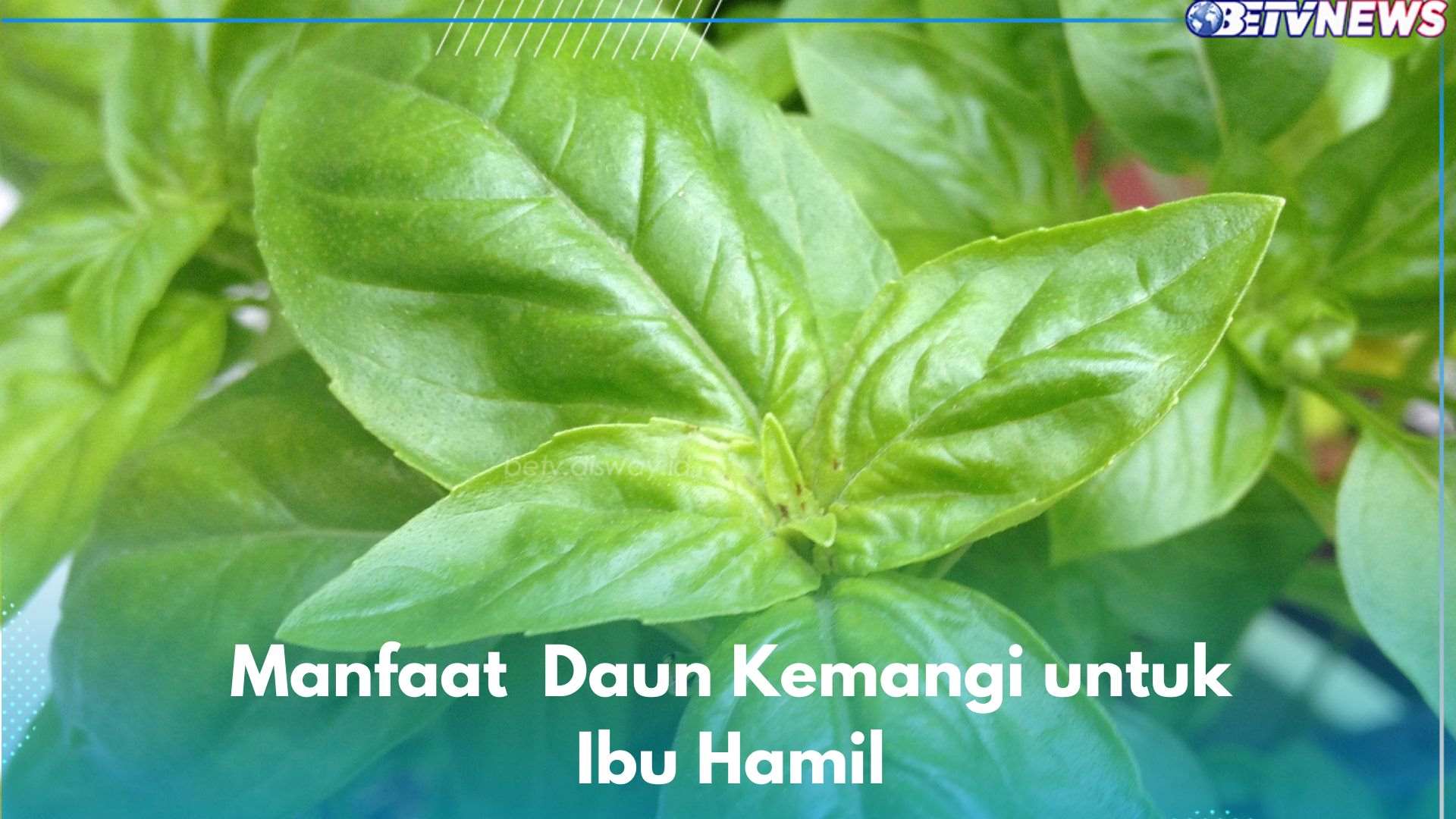 6 Manfaat Daun Kemangi untuk Ibu Hamil, Ampuh Meningkatkan Pertumbuhan Janin hingga Mencegah Anemia