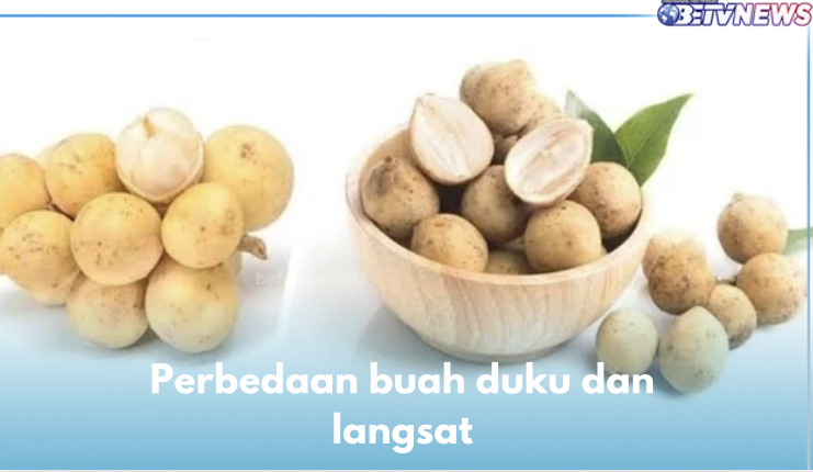 Serupa tapi Tak Sama, Ini 5 Beda Buah Duku dan Langsat, Mulai dari Kulit hingga Daya Simpan