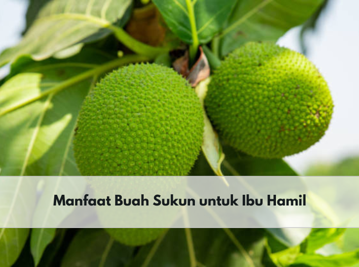 Miliki Kandungan Gizi Kompleks, Ini 5 Manfaat Buah Sukun untuk Ibu Hamil