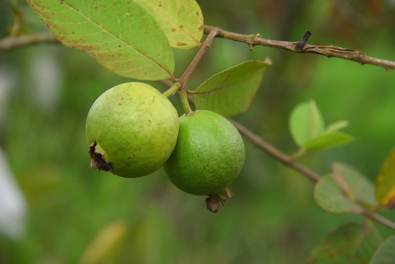 Cek Fakta! Benarkah Jambu Biji Sebabkan Usus Buntu? Intip Kandungan dan Manfaatnya di Sini