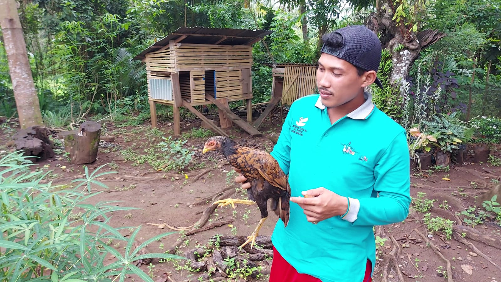 Puluhan Ayam Mati Mendadak