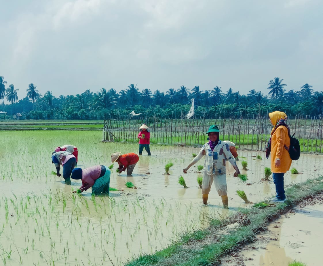 1.500 Hektar Sawah Kekeringan, Dinas TPHP Bengkulu Sigap Bantu Petani Terdampak