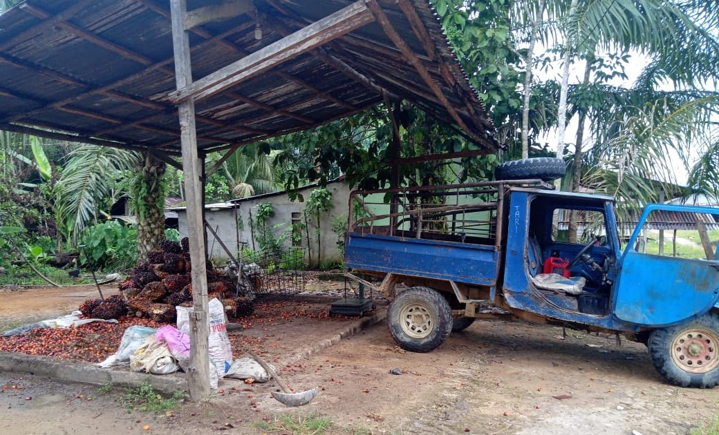 Keluhan Petani Seluma di Tengah Kenaikan Harga TBS Sawit: Pohon Tak Berbuah, Hasil Panen Merosot