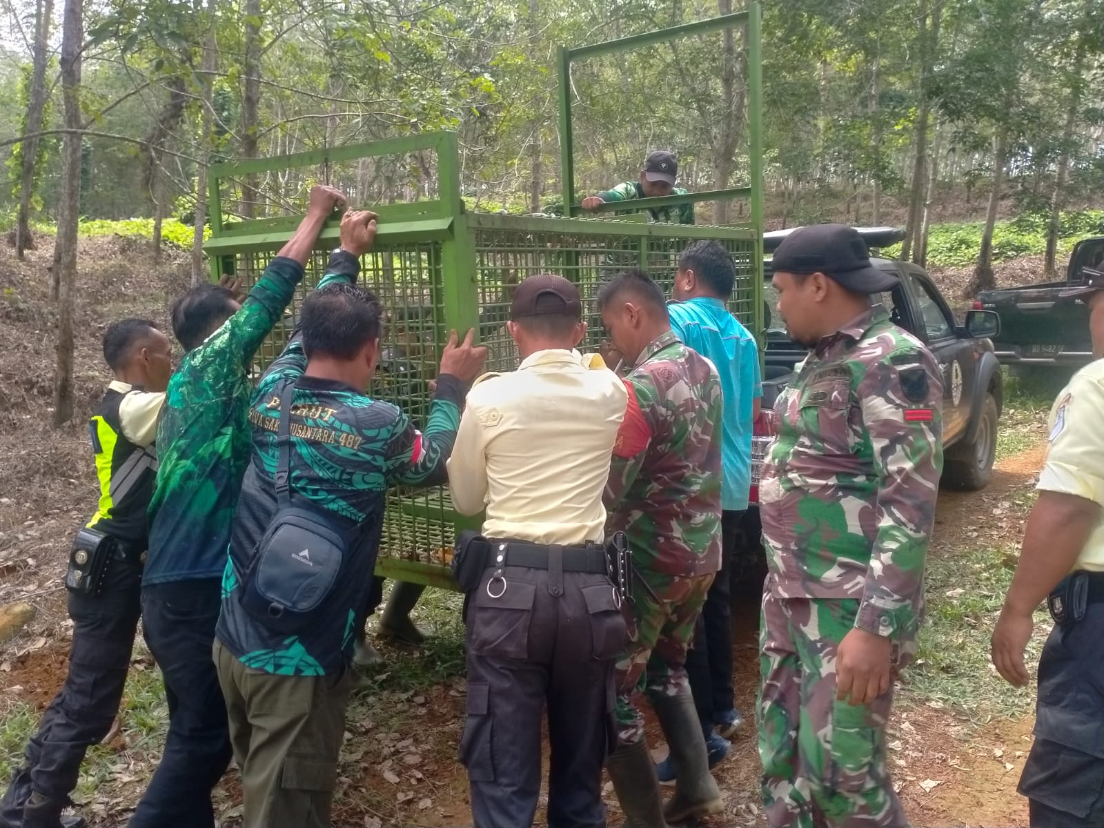 Hewan Ternak Warga Seluma Diduga Diterkam Harimau, BKSDA Bengkulu Pasang Jebakan 