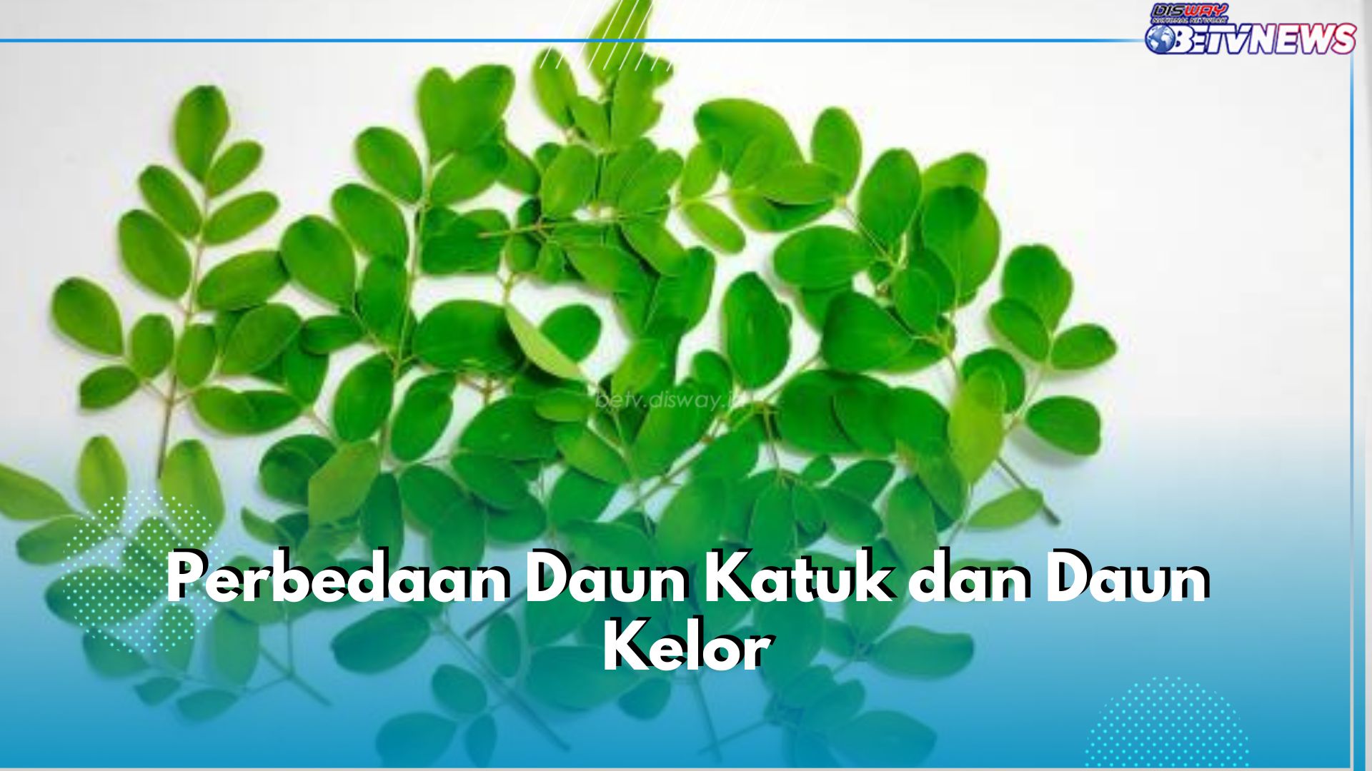 Jangan Sampai Salah! Ini 5 Perbedaan Daun Katuk dan Daun Kelor yang Perlu Kamu Ketahui