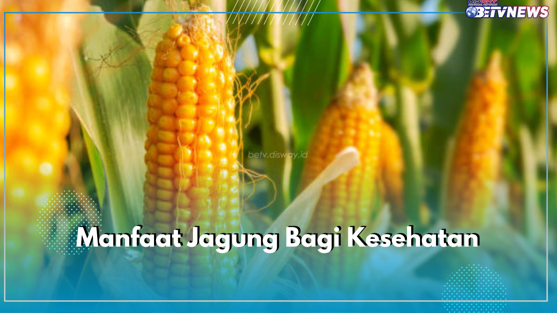 Yuk Konsumsi Jagung Setiap Hari, Kandungannya Ampuh Mencegah Diabetes, Cek Manfaat Lainnya di Sini