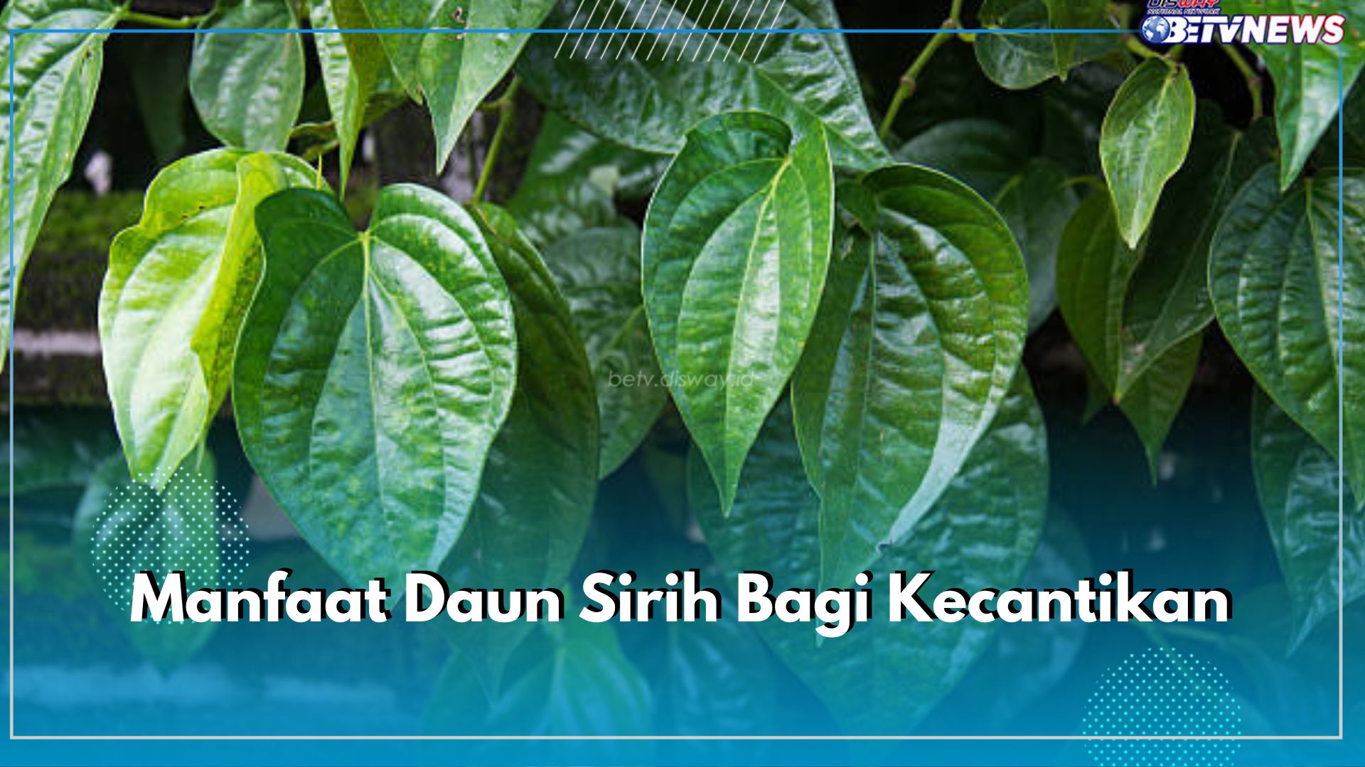 Kenali 5 Manfaat Daun Sirih Bagi Kecantikan, Begini Cara Menggunakannya untuk Wajah