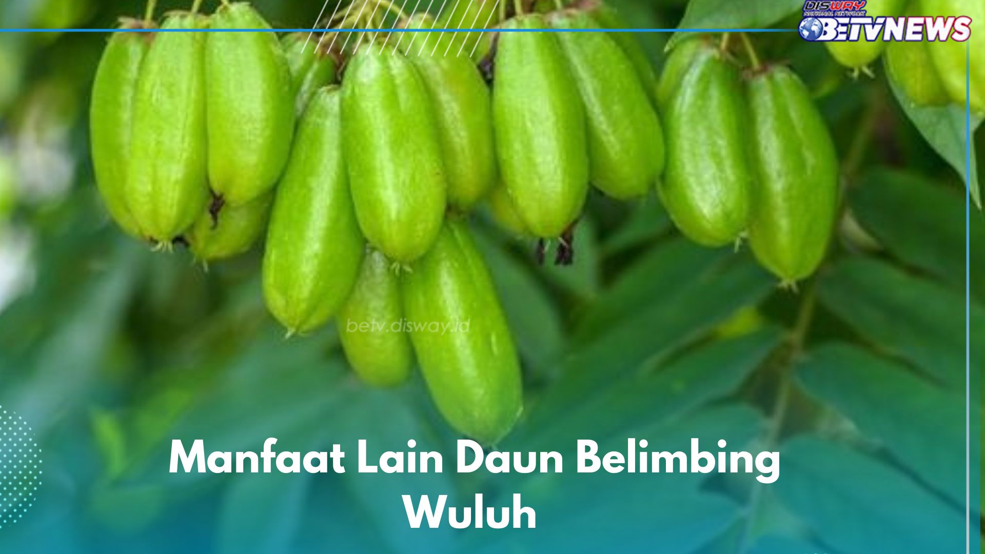 Daun Belimbing Wuluh Ternyata Bisa Jadi Obat Batuk, Cek di Sini Manfaat Lainnya