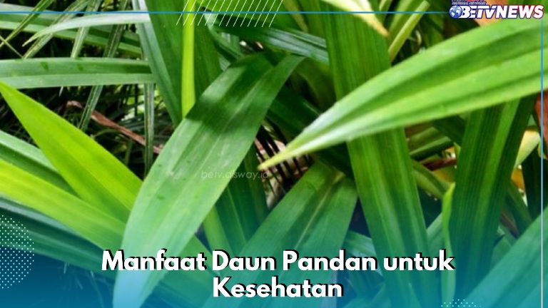 Bikin Rambut Makin Sehat Alami, Cek Manfaat Daun Pandan yang Jarang Diketahui