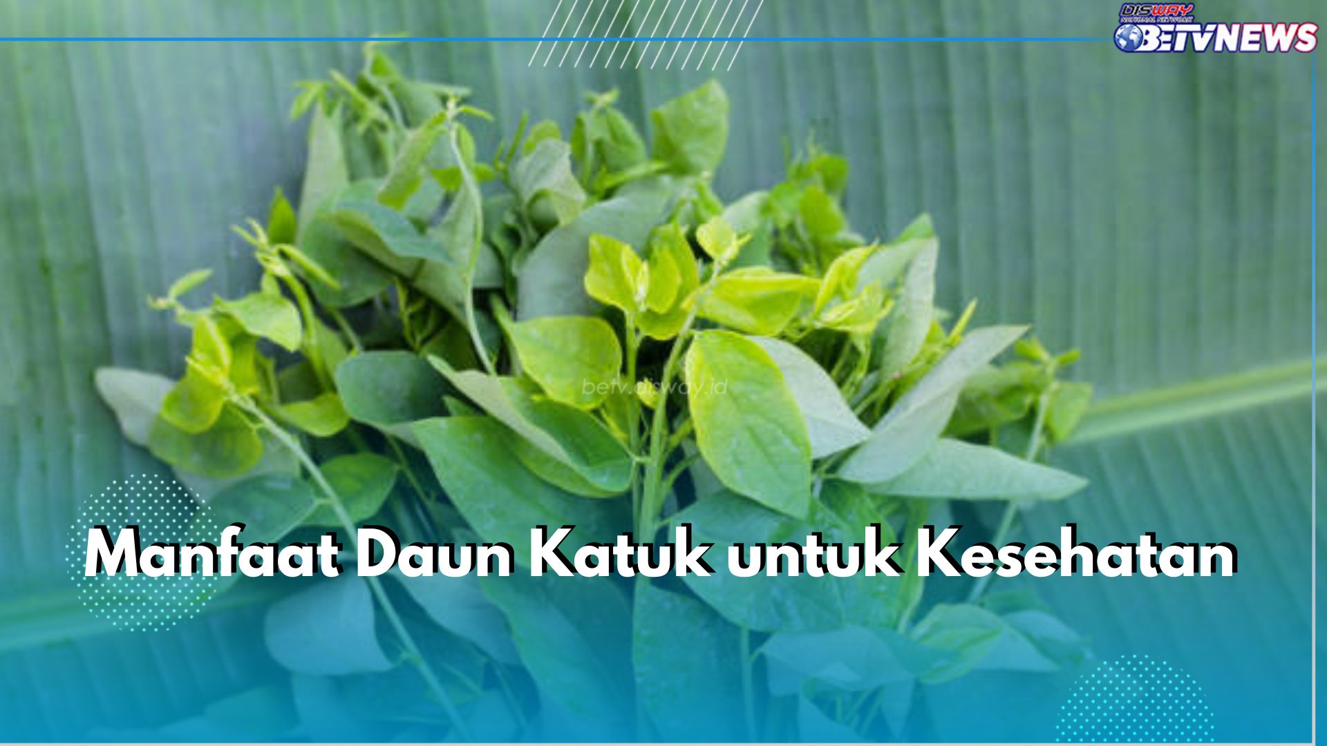 Punya Segudang Nutrisi, Ini 7 Manfaat Daun Katuk untuk Kesehatan