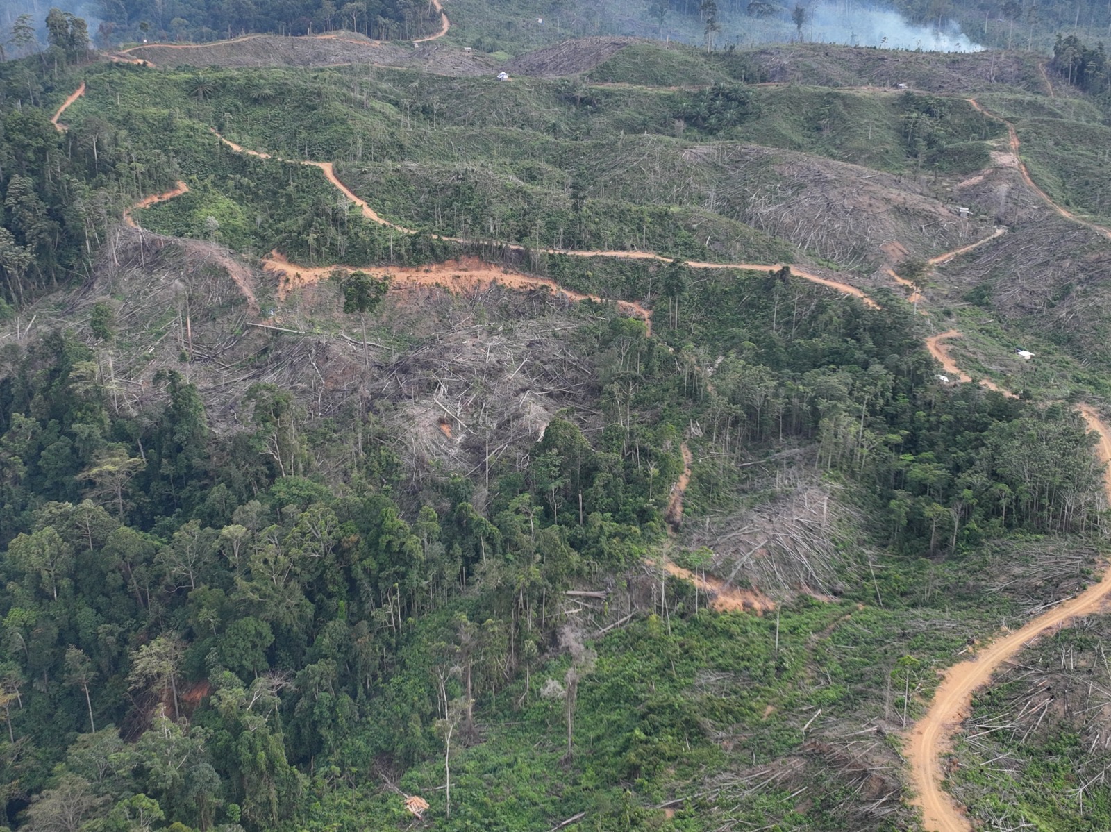 Satwa Mati Beruntun di Mukomuko, Koalisi Seblat Tuding Gakkum Kemenhut Mandul