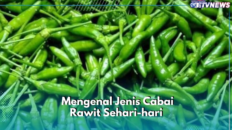 Cek Rincian Jenis Cabai Rawit Ini, Penyuka Pedas Perlu Tahu