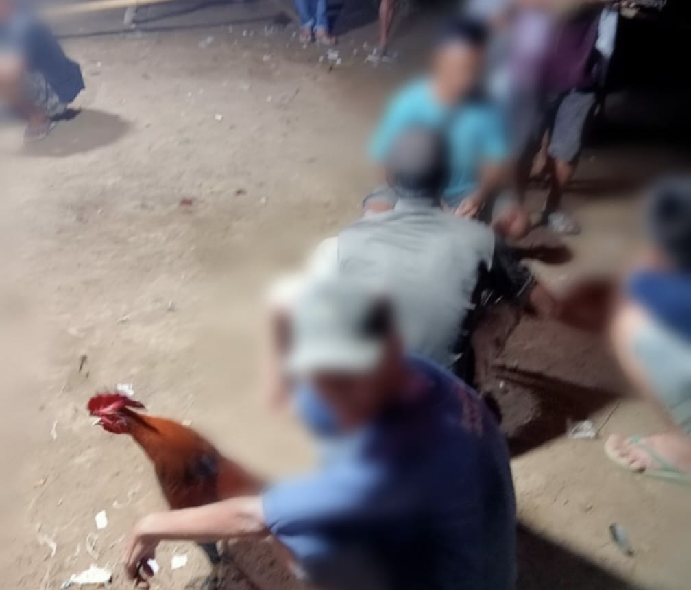 Warga Minta Polisi Tindak Tegas Judi Sabung Ayam di Desa Maras Bantan
