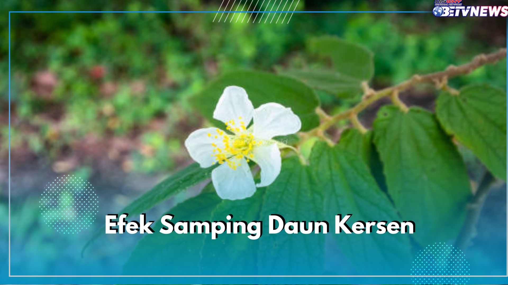  Berpengaruh Pada Hati dan Ginjal, Ini 5 Efek Samping Daun Kersen yang Perlu Kamu Ketahui