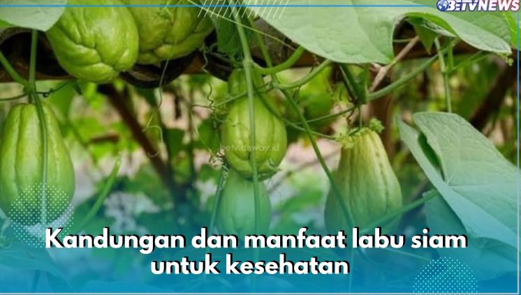 8 Manfaat Labu Siam untuk Kesehatan, Ampuh Tingkatkan Daya Tahan Tubuh hingga Turunkan Resiko Kanker