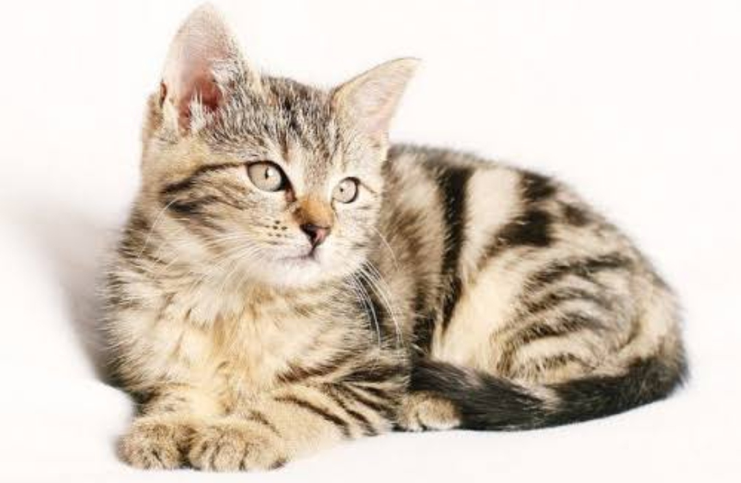 Beredar Video Anak Kucing Dianiaya, Tuai Kecaman Publik