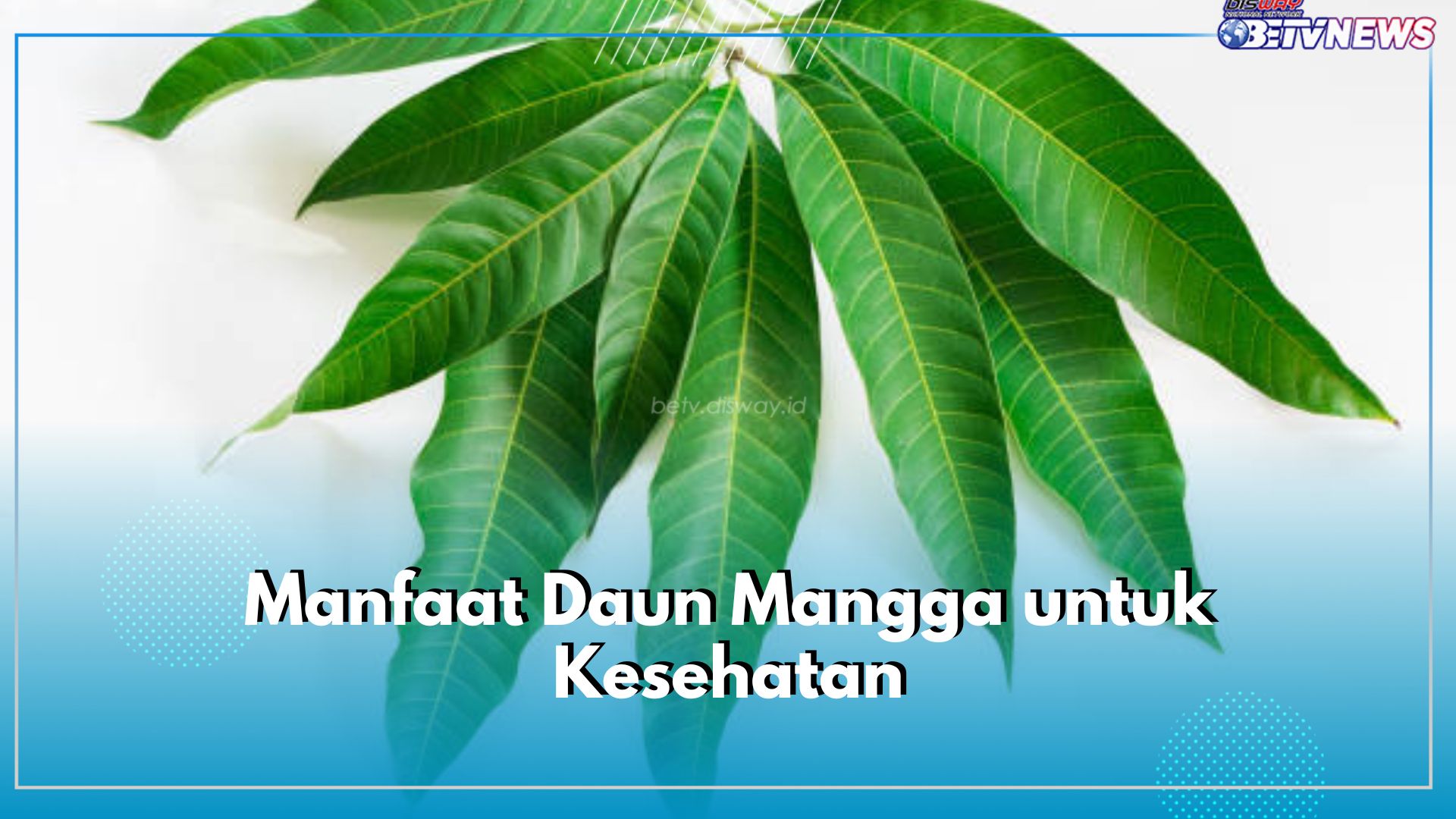 Daun Mangga Tawarkan 6 Manfaat Ini untuk Kesehatan, Salah Satunya Bantu Kontrol Diabetes