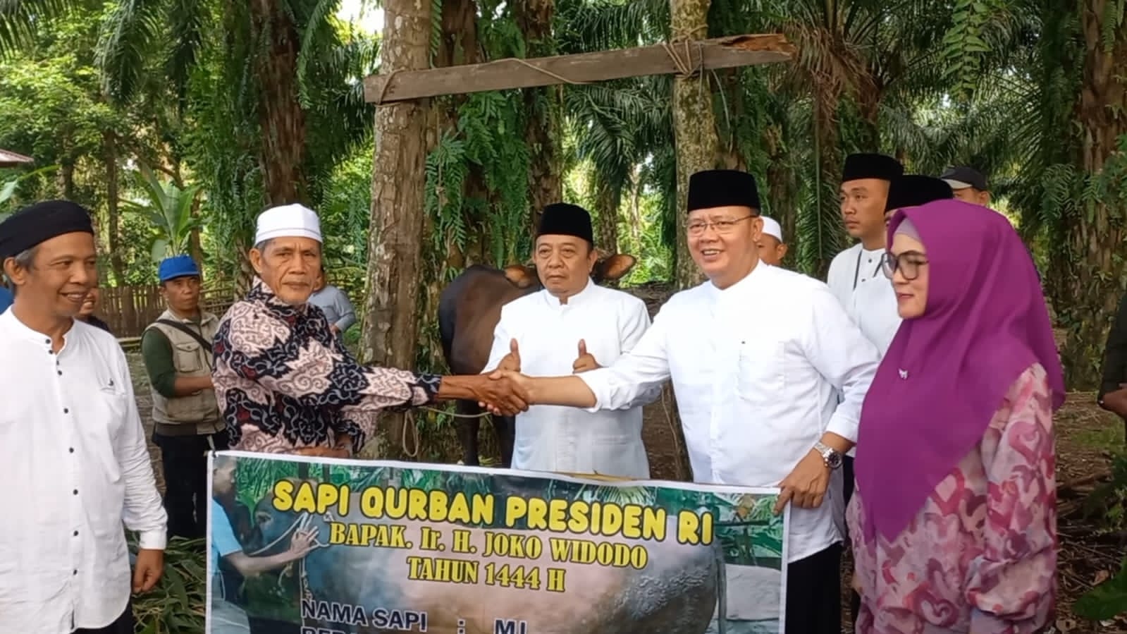 Gubernur Bengkulu Serahkan Sapi Kurban dari Presiden Jokowi Seberat 985 Kg