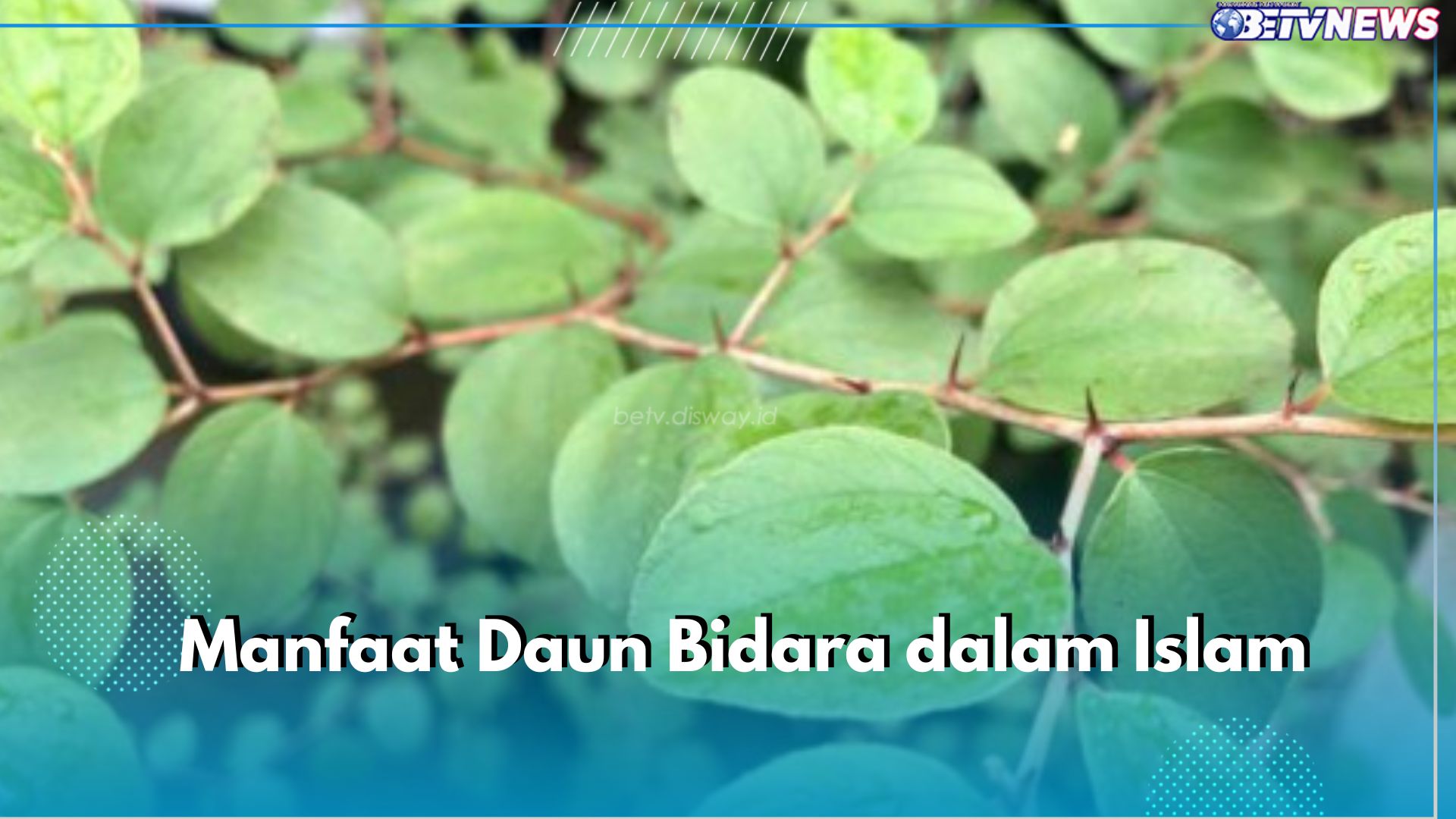 Disebutkan dalam Al-Quran, Ternyata Ini 6 Manfaat Daun Bidara dalam Islam