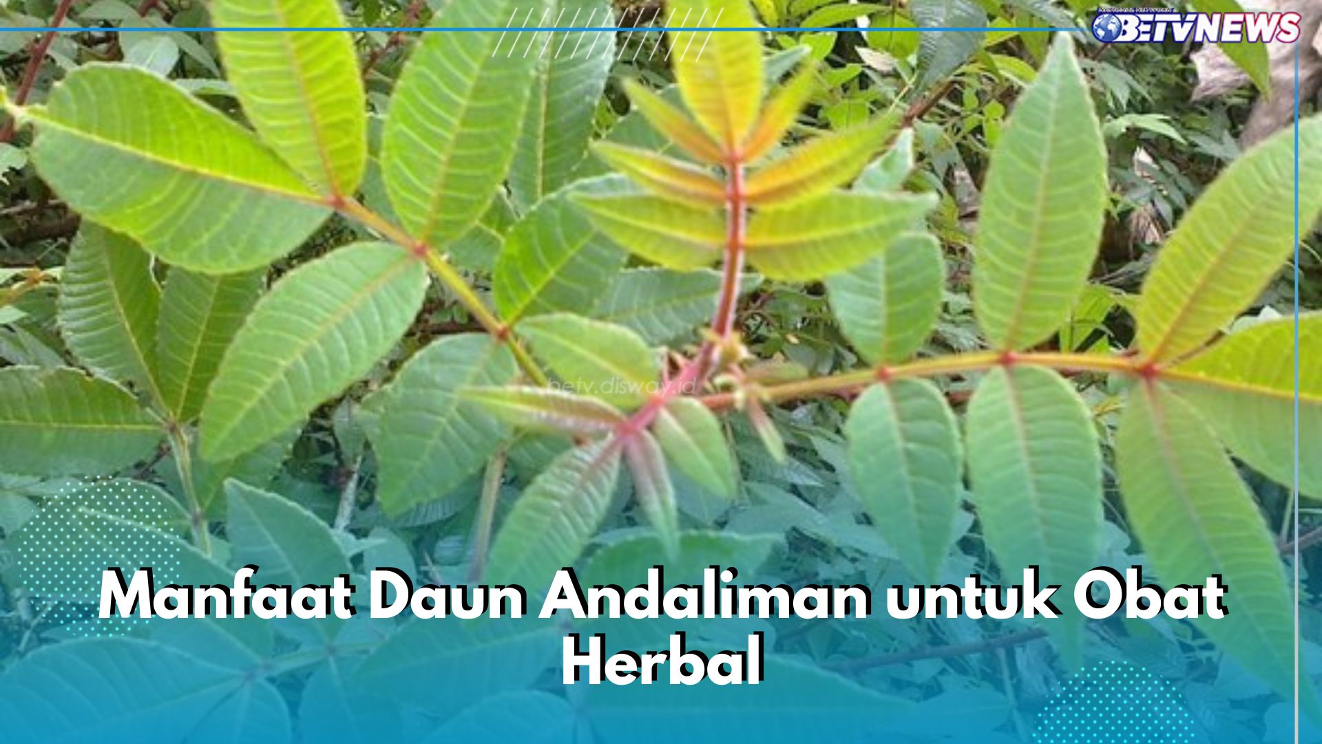 Asli Indonesia! Ini 5 Manfaat Daun Andaliman untuk Obat Herbal, Ampuh Redakan Nyeri Sendi dan Otot