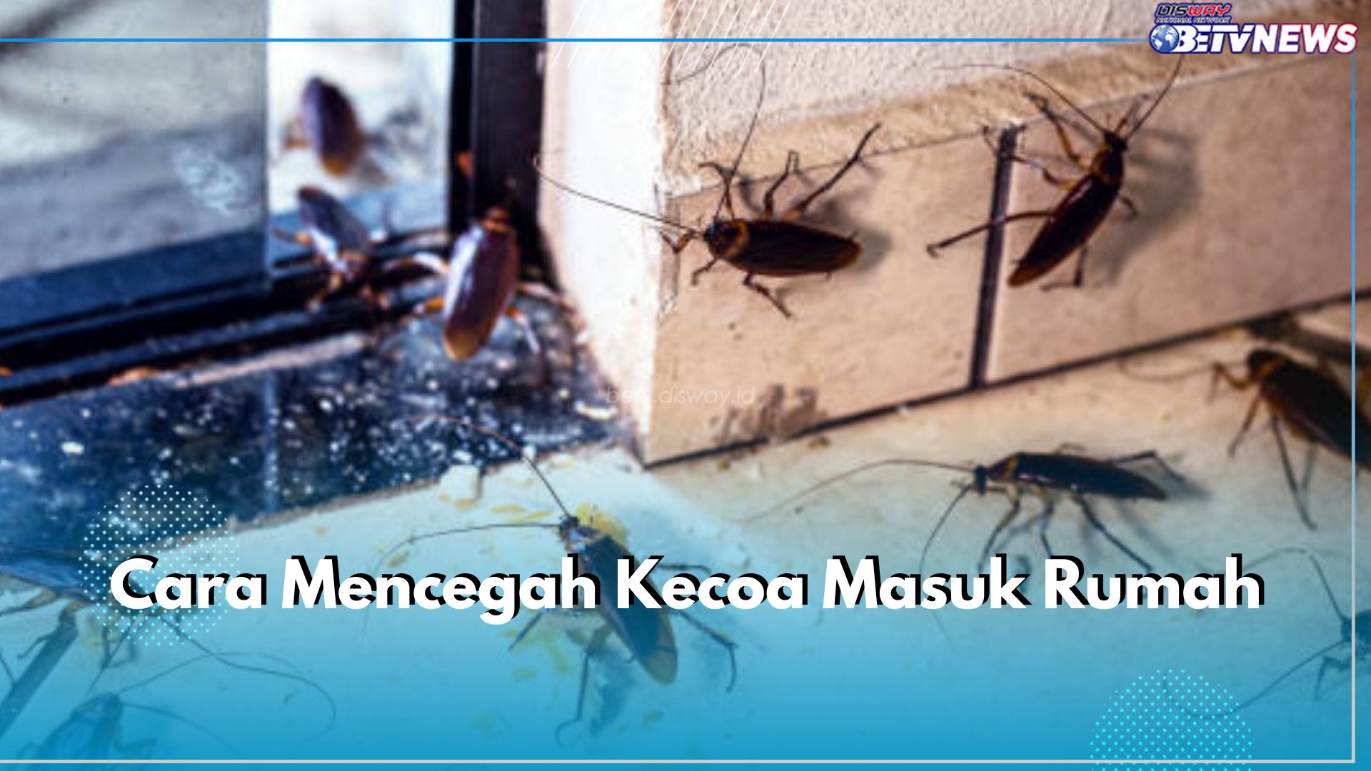 Cegah Kecoa Masuk Rumah dengan 6 Cara Mudah Ini, Salah Satunya Jaga Kebersihan Rumah