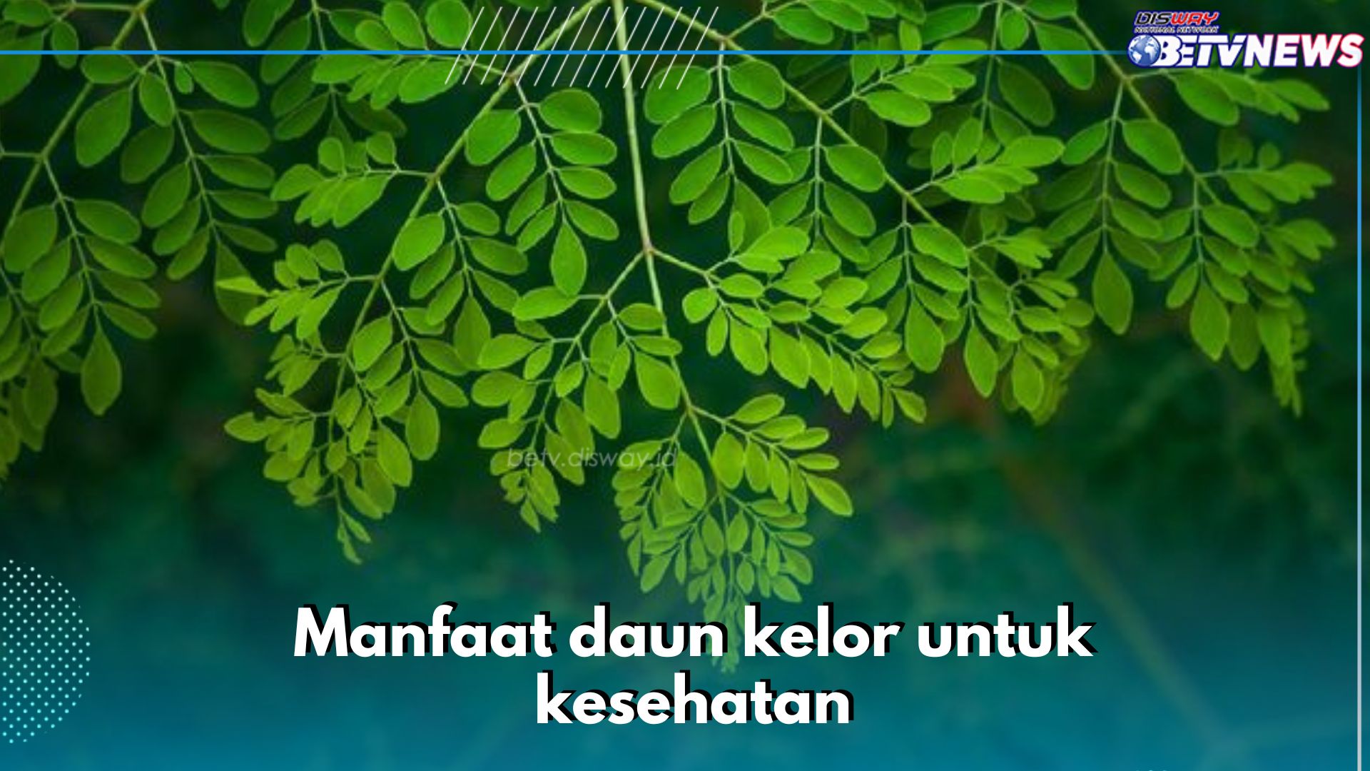 Baik Bagi Pengidap Darah Tinggi, Daun Kelor Tawarkan 10 Manfaat Ini untuk Kesehatan