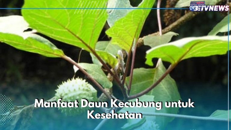 Ini Manfaat Daun Kecubung bagi Kesehatan, Bisa Digunakan untuk Penyembuhan Luka
