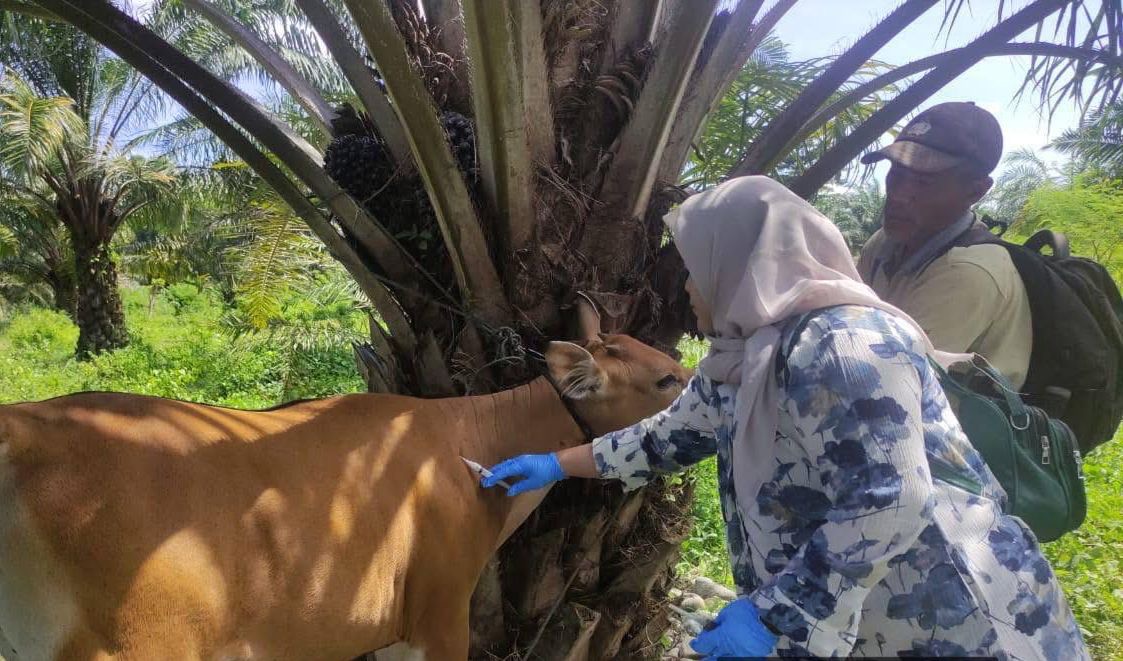 Isu Daging Sapi Suntikan Obat Muncul di Bengkulu Selatan, Peternak Khawatir