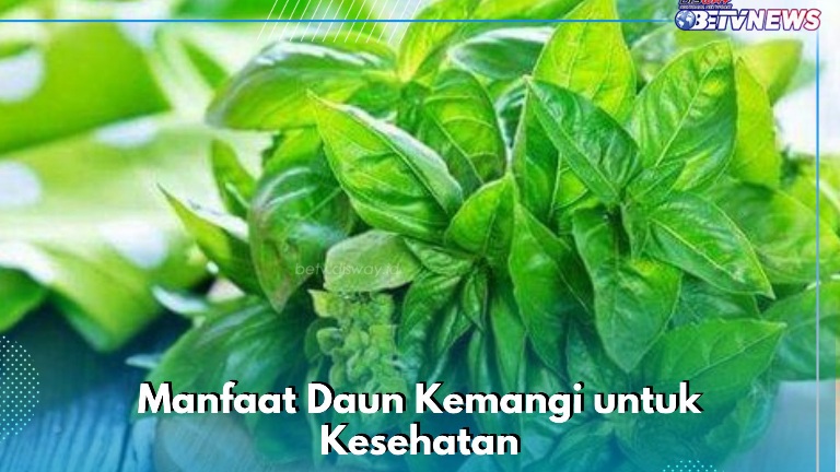 Cukup Konsumsi Daun Kemangi Sehari-hari, Ini 7 Manfaat yang Ditawarkan bagi Kesehatan