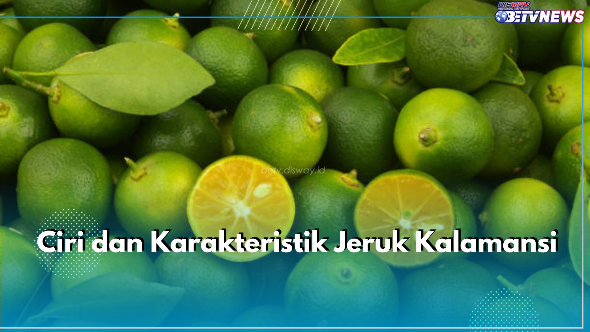 Jeruk Kalamansi : Karakteristik, Ciri, dan Cara Budidaya