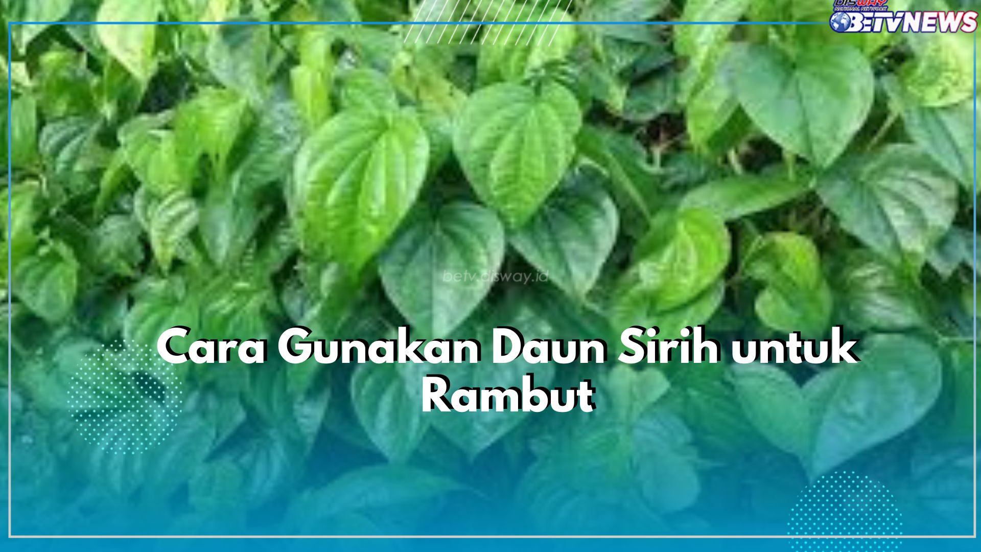 Cukup Gunakan Daun Sirih Cina Dijamin Rambut Tumbuh dengan Cepat, Begini Caranya!