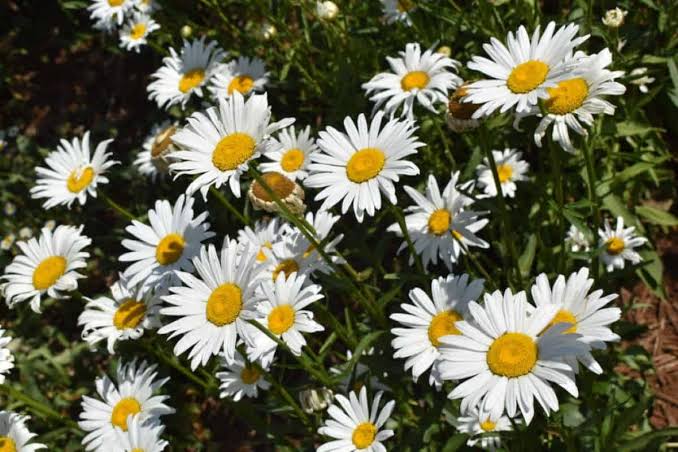 Punya Berbagai Jenis Bunga Aster di Rumah? Ini Arti dan Makna Berdasarkan Warnanya