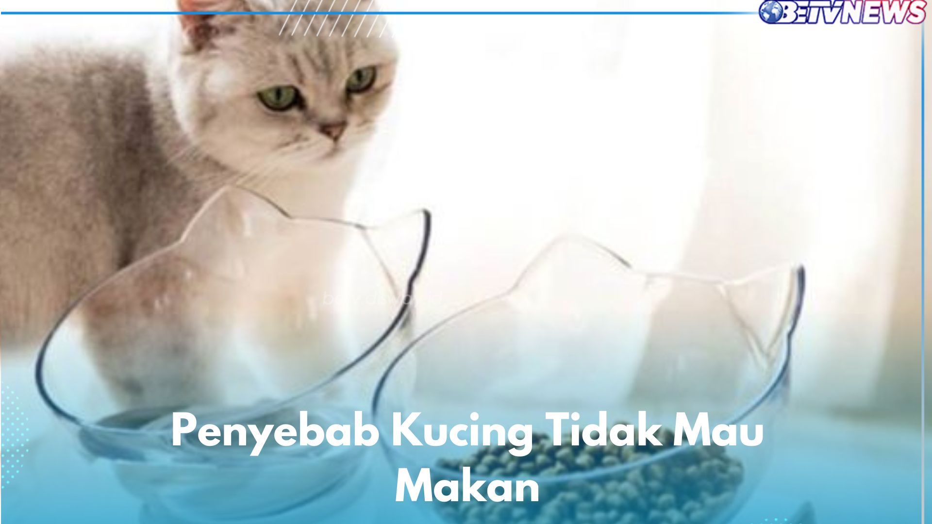 Penyebab Kucing Tidak Mau Makan, Bisa Jadi Karena 5 Hal Ini