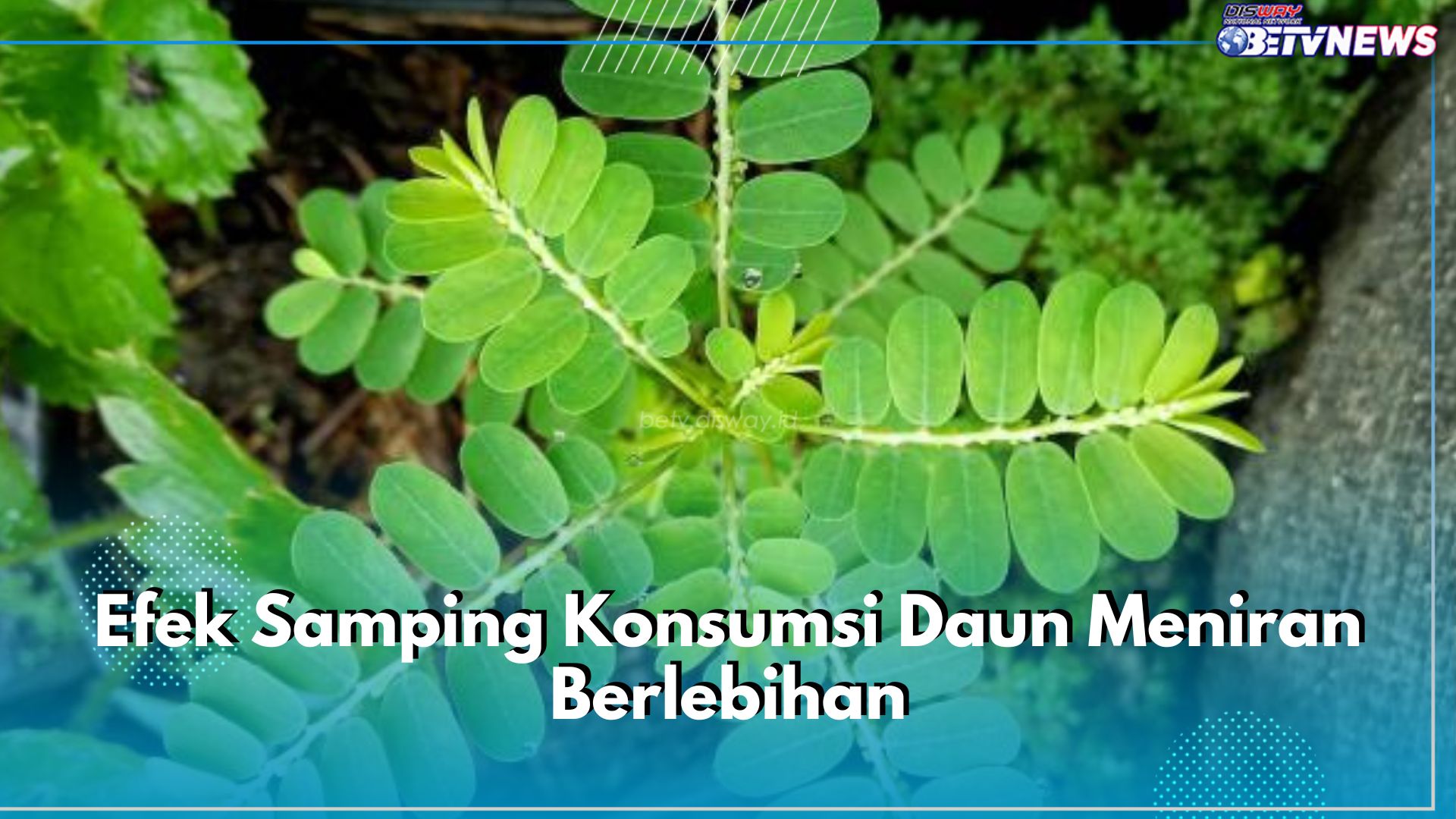 Awas! Ini 6 Efek Samping Konsumsi Daun Meniran Berlebihan, Bisa Sebabkan Penurunan Tekanan Darah