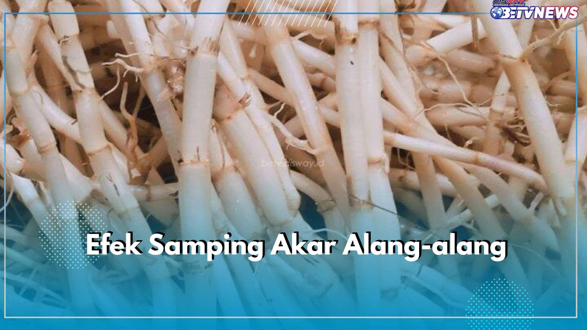 Inilah 7 Efek Samping Akar Ilalang untuk Kesehatan, Picu Dehidrasi!