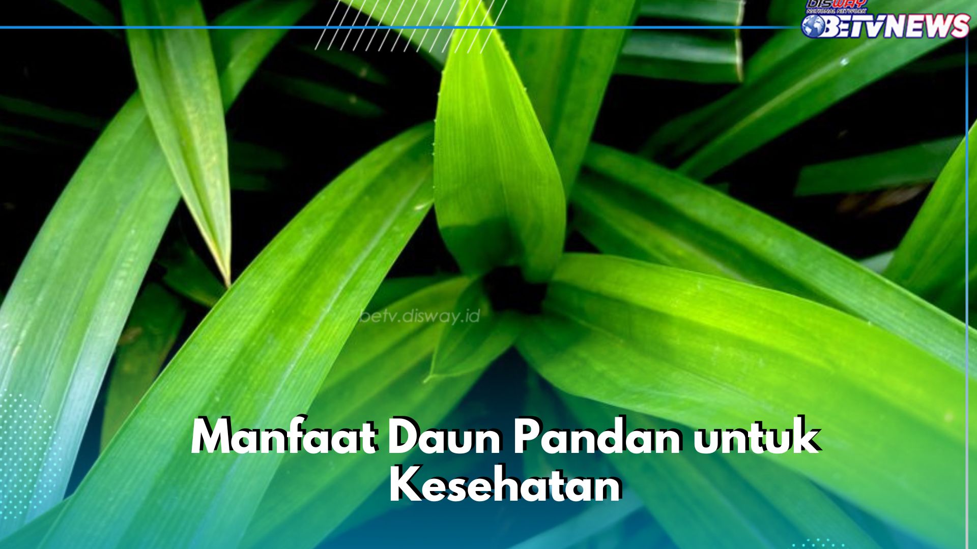Manfaat dari Daun Pandan bagi Kesehatan, Ampuh Menjaga Rambut Tetap Terawat Alami