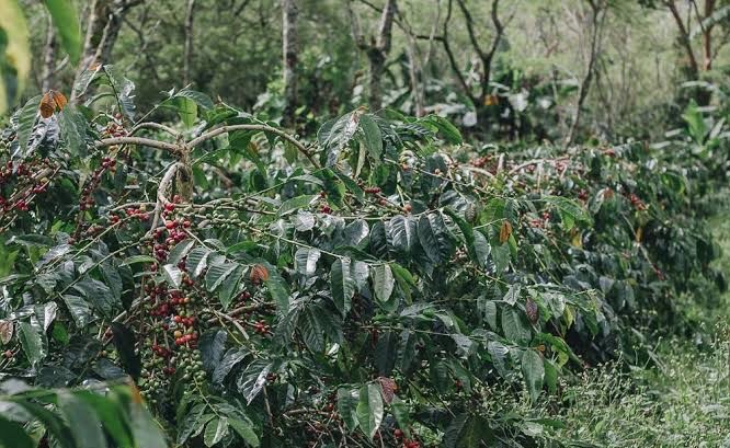 Harga Kopi di Seluma Masih Tinggi, Rp60.000 Per Kilogram