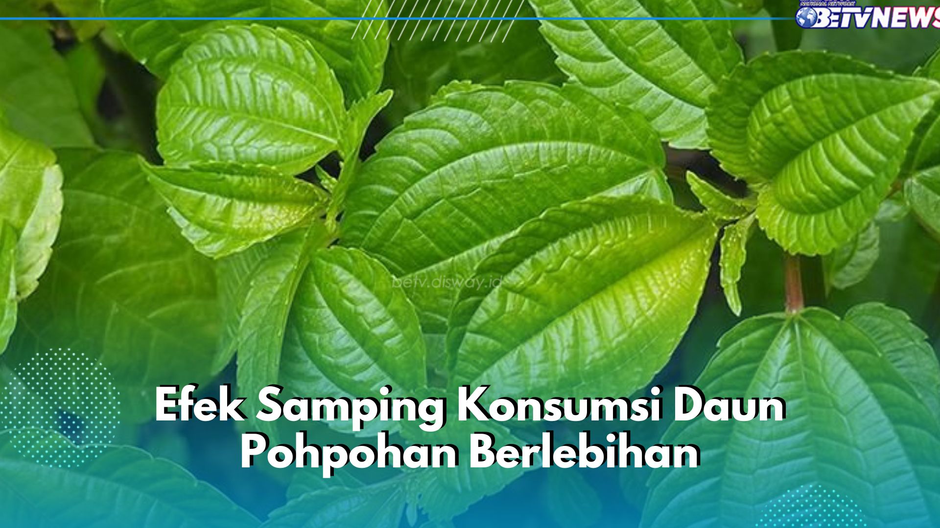 Hindari 5 Efek Samping Konsumsi Daun Pohpohan Berlebihan Ini, Bisa Sebabkan Gangguan Pencernaan