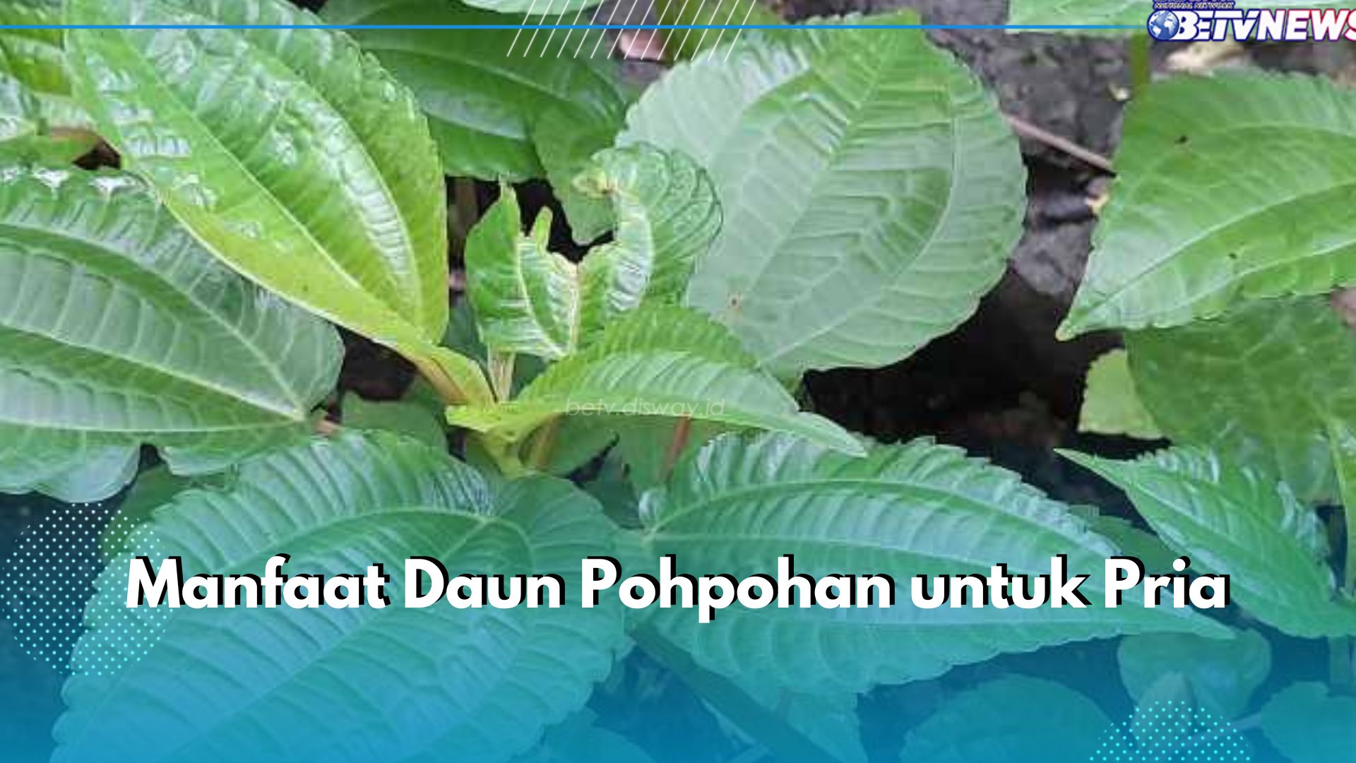 Pria Merapat! Ini 5 Manfaat Daun Pohpohan yang Perlu Kamu Ketahui, Bisa Jaga Kesehatan Prostat