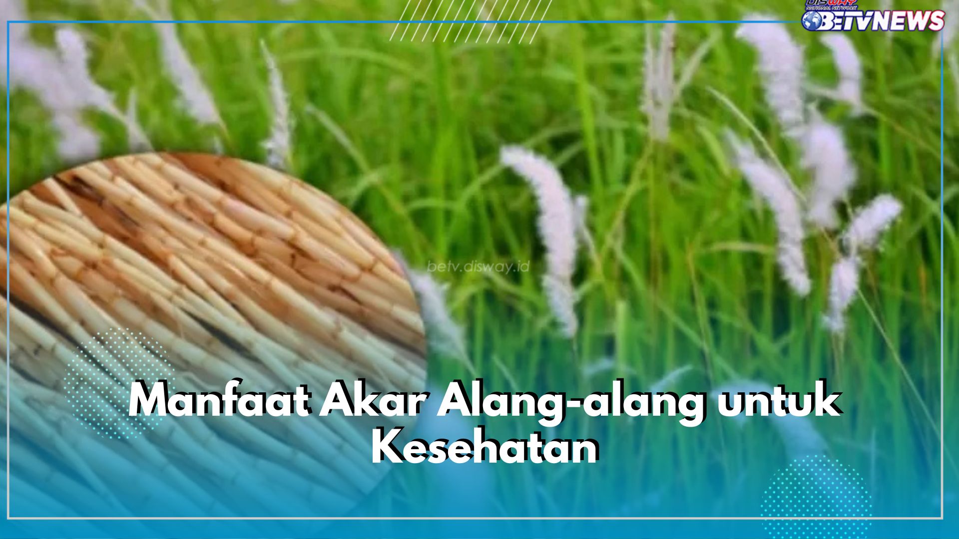 7 Manfaat Akar Alang-alang untik Kesehatan, Salah Satunya Mampu Mengatasi Panas Dalam