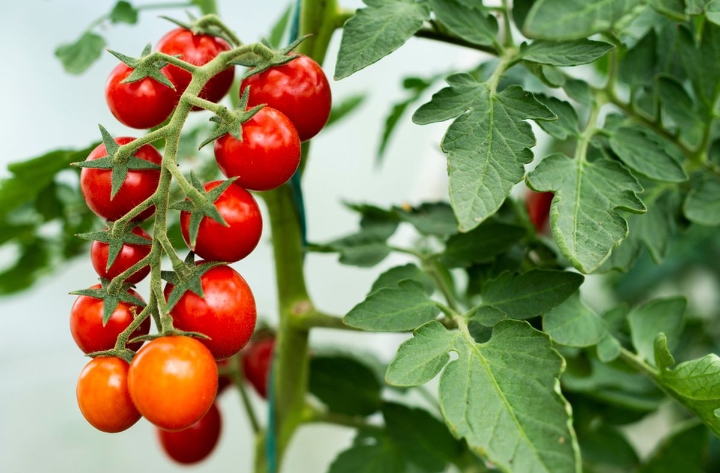 Kaya Vitamin C, Ini 10 Manfaat Konsumsi Tomat Ceri dengan Rutin