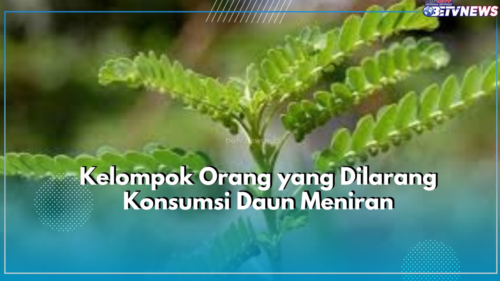 Ketahui 6 Kelompok Orang yang Dilarang Konsumsi Daun Meniran, Salah Satunya Penderita Hipotensi