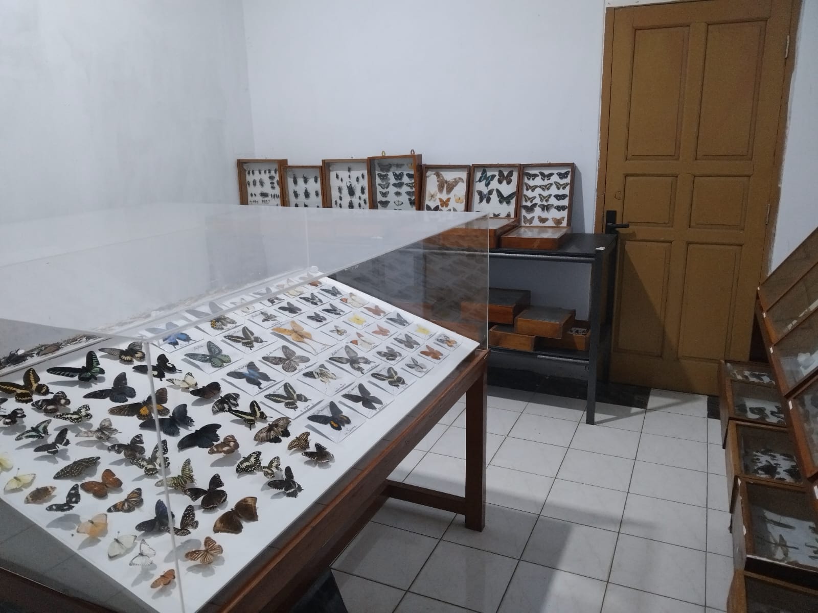 Keren! UNIB Punya Museum Serangga, Pertama dan Terbesar di Provinsi Bengkulu