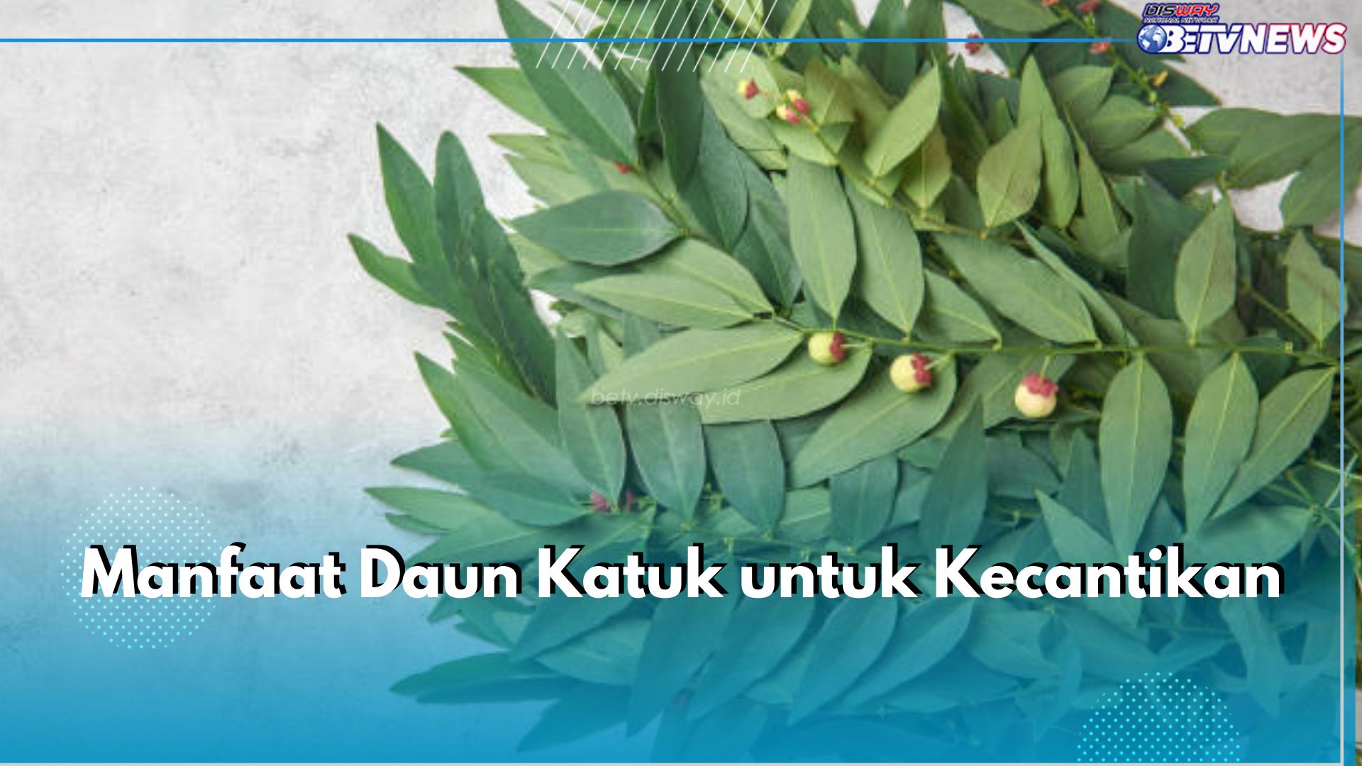 7 Manfaat Tersembunyi Daun Katuk untuk Kecantikan, Ampuh Cerahkan Kulit hingga Perkuat Kuku