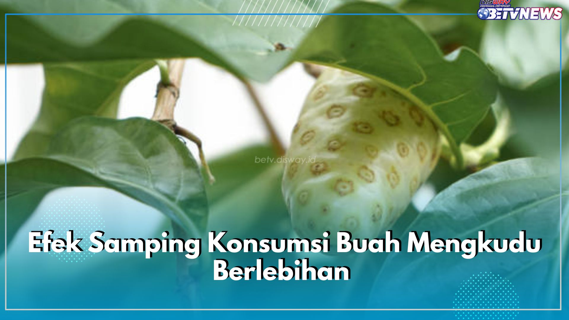 Ini 6 Bahaya yang Ditimbulkan Jika Mengonsumsi Buah Mengkudu Secara Berlebihan, Cek Efek Sampingnya di Sini