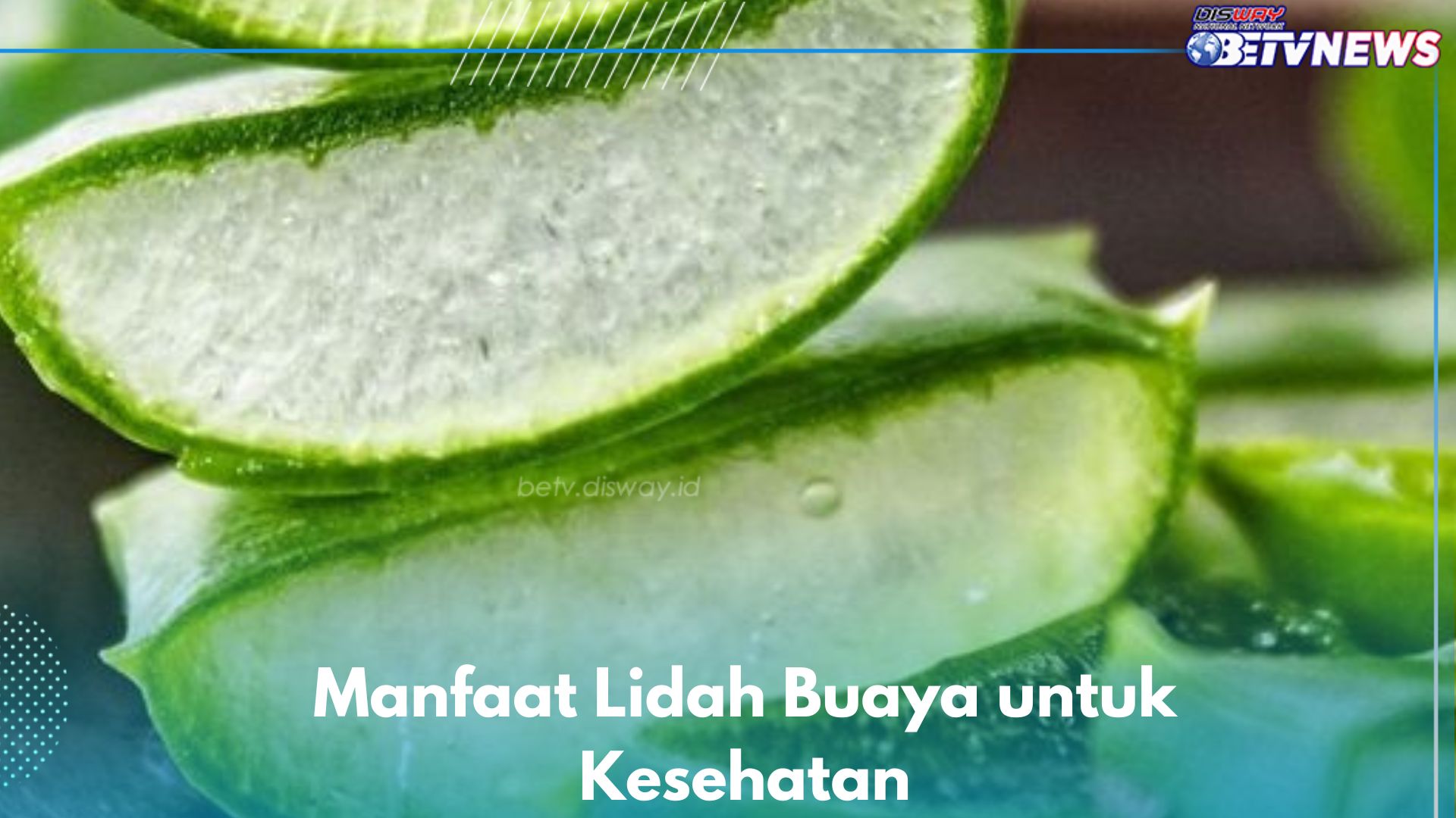 6 Manfaat Lidah Buaya yang Jarang Diketahui, Salah Satunya Bisa Menyembuhkan Luka